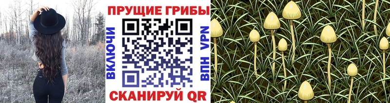 Купить  Железногорск  Псилоцибиновые грибы GOLDEN TEACHER